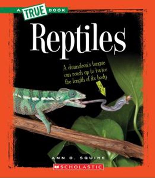 Picture of REPTILES