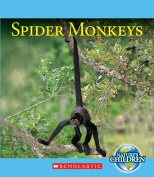 Picture of SPIDER MONKEYS