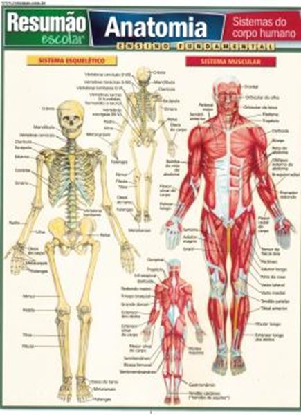 Picture of RESUMAO - ANATOMIA - SISTEMAS DO CORPO HUMANO
