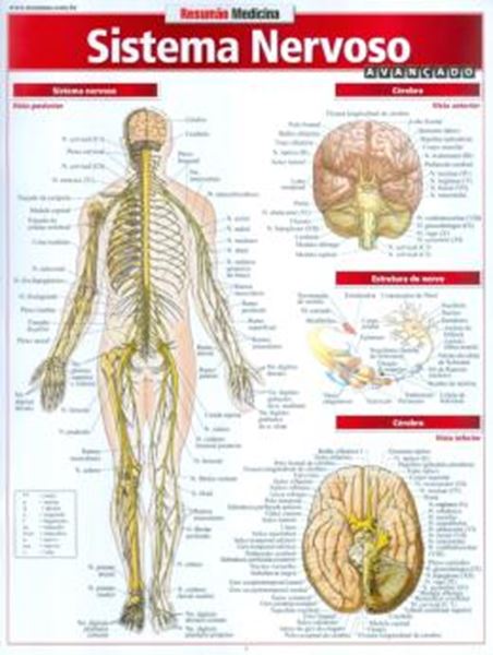 Picture of RESUMAO - SISTEMA NERVOSO AVANCADO