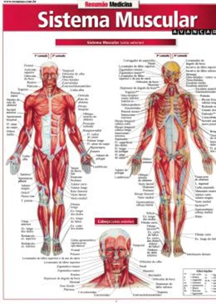 Picture of RESUMAO - SISTEMA MUSCULAR AVANCADO